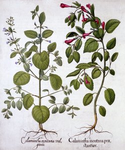 Calamints, fra Hortus Eystettensis, af Basil Besler (1561-1629), pub. 1613 (håndkoloreret gravering) af German School