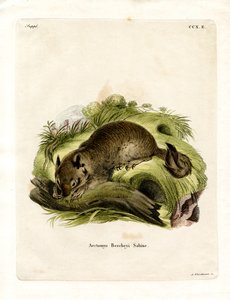California Ground Squirrel (farvet gravering) af German School