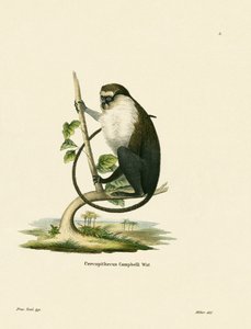 Campbells Mona Monkey af German School