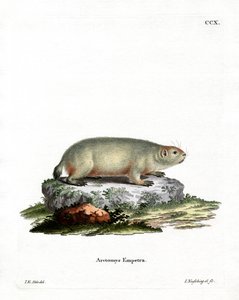 Canadisk murmeldyr (farvet gravering) af German School