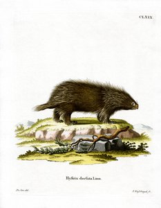Canadisk Porcupine (farvet gravering) af German School
