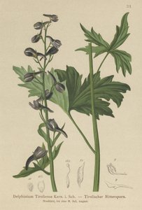 Lys Lærkspore (Delphinium elatum, Delphinium tiroliense) af German School