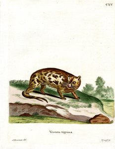 Cape Genet (farvet gravering) af German School
