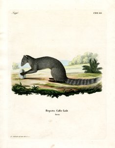 Cape Grey Mongoose (farvet gravering) af German School