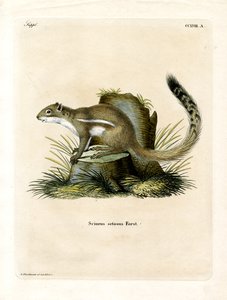 Cape Ground Squirrel (farvet gravering) af German School