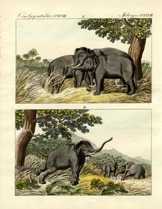 Indfangning af elefanter af lokkeelefant (farvet indgravering) af German School