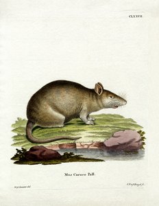 Caraco (farvet gravering) af German School