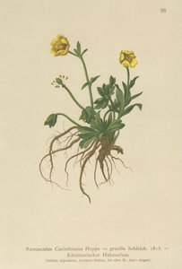 Kärnten-smørblomst (Ranunculus Carinthiacus, Ranunculus gracilis) af German School