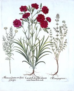 Nellik, kattetimian og almindelig lavendelbomuld, fra Hortus Eystettensis, af Basil Besler (1561-1629), pub. 1613 (håndkoloreret gravering) af German School