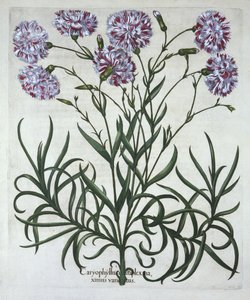 Nellik, fra Hortus Eystettensis, af Basil Besler (1561-1629), pub. 1613 (håndkoloreret gravering) af German School