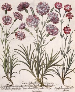 Nelliker: 1.Caryophyllus major-blomst; 2. Caryophyllus mindre end fuldblomst, rødlig-spidset; 3.Caryophyllus miniatus medis albescens, fra Hortus Eystettensis af Basil Besler (1561-1629), pub. af German School