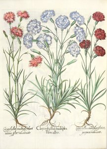 Nelliker: 1.Caryophyllus med flere hvide blomster; 2.Caryophyllus en flerfoldig, lacinøs blomst inkarneret; 3.Caryophyllus flere blomster af rødlig lilla, fra Eystettensis Have af Basil Besler af German School
