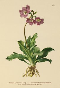 Carniolan Primrose (Primula Carniolica) af German School
