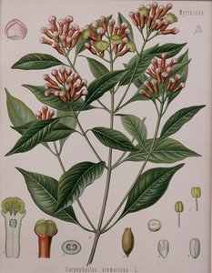 Caryophyllus Aromaticus (nelliker) af German School