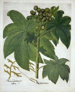 Castor Oil Plant, fra Hortus Eystettensis, af Basil Besler (1561-1629) pub. 1613 af German School