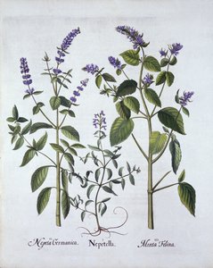 Catmintand Catnip, fra Hortus Eystettensis, af Basil Besler (1561-1629), pub. 1613 (håndkoloreret gravering) af German School