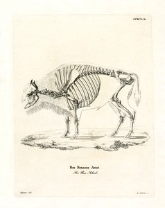 Kvægskelet (farvet gravering) af German School