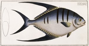 Chaetodon Glaucus, 1785-1788 af German School