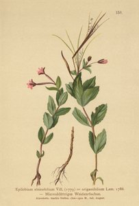 Krikblad (Epilobium alsinefolium, Epilobium origanifolium) af German School