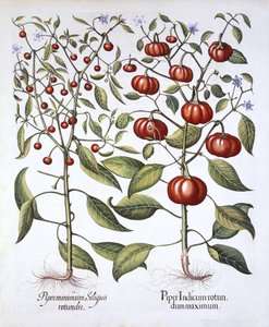 Chili Pepper [Nightshade Family], fra Hortus Eystettensis, af Basil Besler (1561-1629), pub. 1613 (håndfarvet gravering) af German School