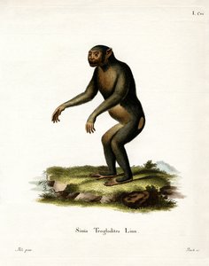 Chimpanse (farvet gravering) af German School