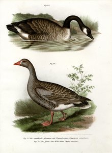 Kinesisk gås, 1864 af German School