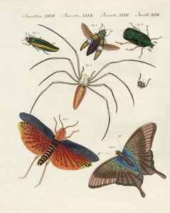 kinesiske insekter af German School