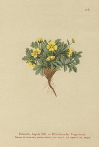 Kløvergræs (Potentilla frigida, Potentilla glacialis, Potentilla helvetica) af German School