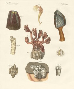 Cirrhipodas, børsteorme eller brachiopoder (farvet indgravering) af German School