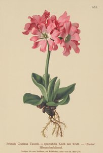 Clusiana Primrose (Primula clusiana, Primula spectabilis) af German School