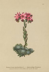 Spindelvævs-husløg (Sempervivum arachnoideum, Sedum arachnoideum, Sempervivum sanguineum) af German School
