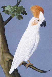 Kakadu, 1750-1800 af German School