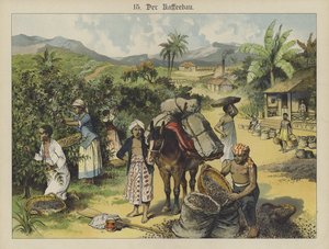 Kaffeplantage (farve litho) af German School