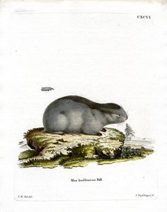 Collared Lemming (farvet gravering) af German School