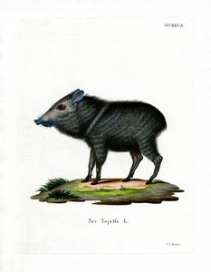 Collared Peccary (farvet gravering) af German School