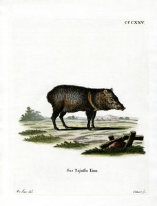 Peccary med halsbånd af German School
