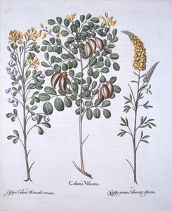 Colutea Tree and Cytisus Varieties, fra Hortus Eystettensis, af Basil Besler (1561-1629), pub. 1613 (håndfarvet gravering) af German School