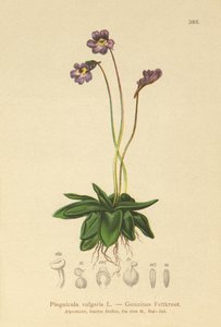 Almindelig smørhat (Pinguicula vulgaris) af German School