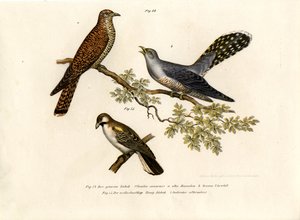Almindelig gøg, 1864 af German School