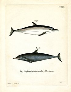 Almindelig delfin (farvet indgravering) af German School