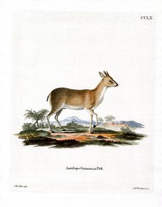 Almindelig Duiker (farvet gravering) af German School
