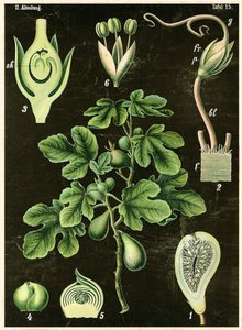 Fælles Fig af German School