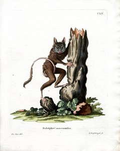 Common Mouse Opossum (farvet gravering) af German School