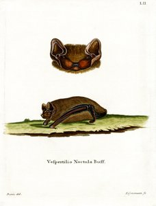 Almindelig Noctule Bat (farvet indgravering) af German School