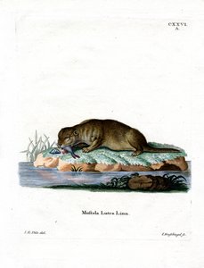 Almindelig Otter (farvet gravering) af German School
