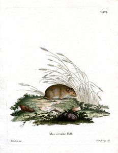 Vole (farvet gravering) af German School