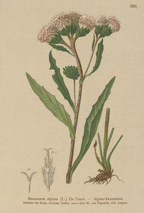 Almindelig savurt (Saussurea alpina) af German School