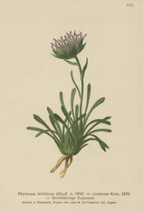 Forvirret Rampion (Phyteuma confusum, Phyteuma latifolium, Phyteuma hemisphaericum ssp. confusum, Phyteuma nanum) af German School