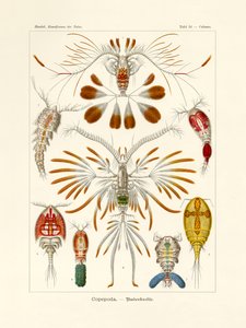 Copepoda, 1899-1904 af German School