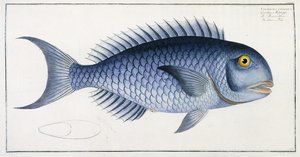 Coryphaena Coeruleadani af German School